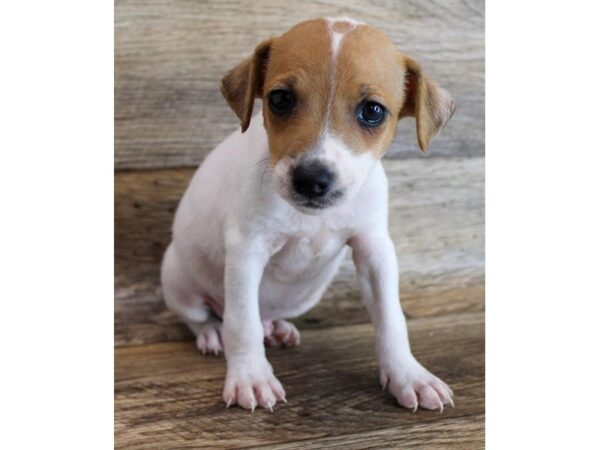 Jack Russell Terrier-DOG-Male-White-3189-Petland Hilliard, Ohio