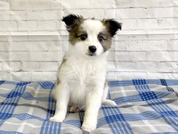 Aussimo-DOG-Female-SABLE WH-3187-Petland Hilliard, Ohio