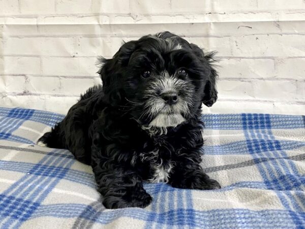 Teddy Bear DOG Male BLK WH 3186 Petland Hilliard, Ohio