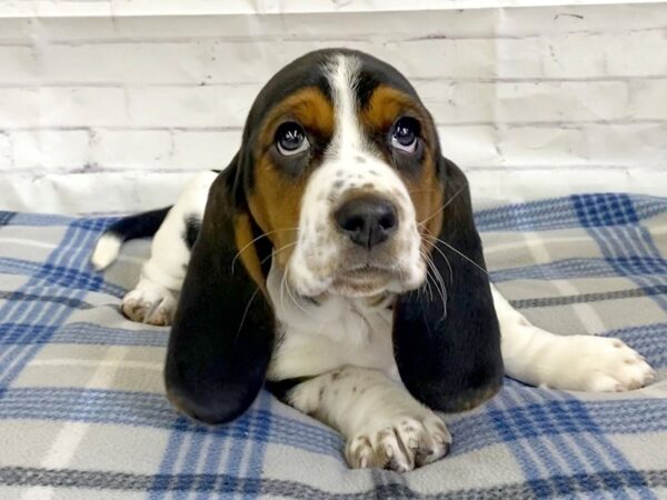 Basset Hound DOG Female TRI 3185 Petland Hilliard, Ohio