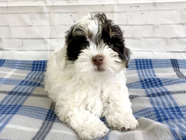 Havanese-DOG-Male-Black WH-3183-Petland Hilliard, Ohio