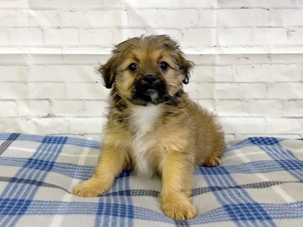 Cockachon-DOG-Female-Sable-3181-Petland Hilliard, Ohio