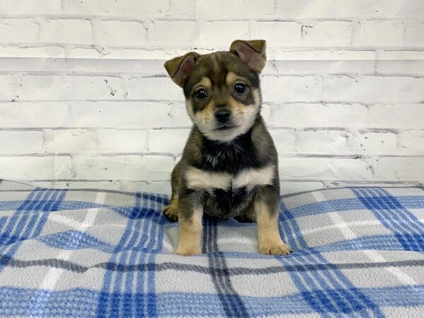 Chihuahua DOG Female Black Sabled Fawn 3191 Petland Hilliard, Ohio