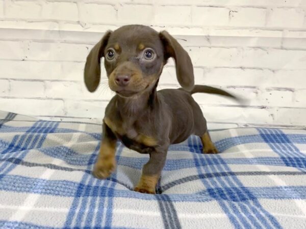 Chiweenie-DOG-Male-Chocolate / Tan-3190-Petland Hilliard, Ohio