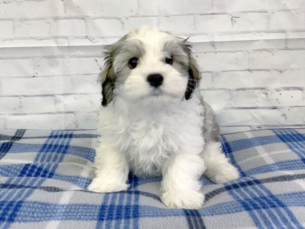 Havachon-DOG-Male-Gold / White-3188-Petland Hilliard, Ohio