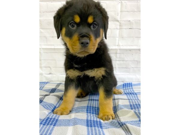 Rottweiler-DOG-Female-Black Tan-3195-Petland Hilliard, Ohio