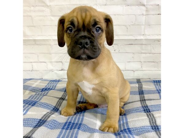 3/4 Bulldog 1/4 Puggle-DOG-Male-BRINDLE WHITE-3196-Petland Hilliard, Ohio