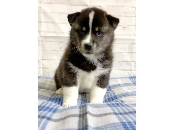 Huskimo-DOG-Female-BLK WH-3197-Petland Hilliard, Ohio