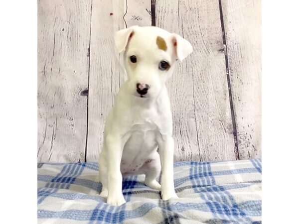 Jack Russell Terrier-DOG-Female-White-3202-Petland Hilliard, Ohio