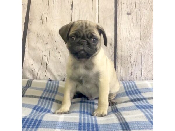 Pug DOG Male Fawn 3208 Petland Hilliard, Ohio