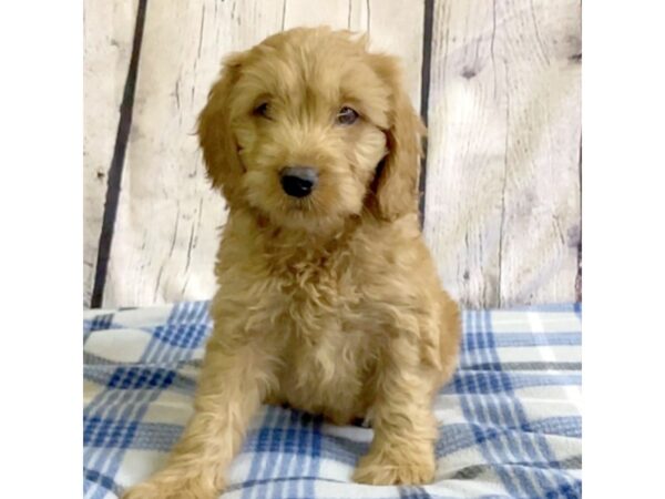 Mini Goldendoodle-DOG-Female-RED-3211-Petland Hilliard, Ohio