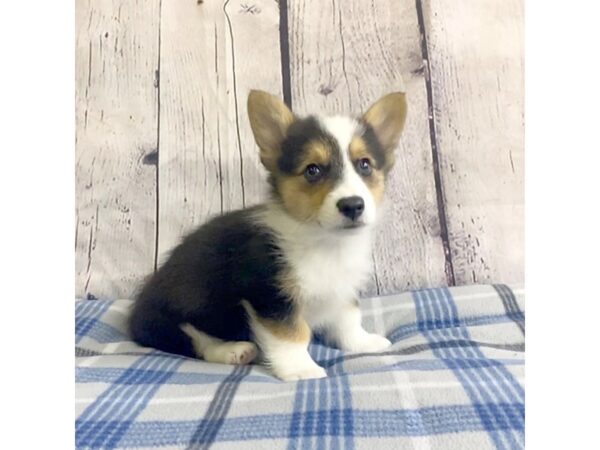 Pembroke Welsh Corgi-DOG-Male-TRI-3212-Petland Hilliard, Ohio