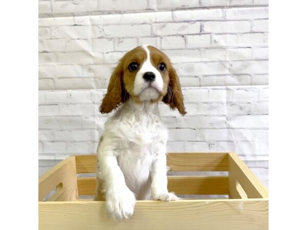 Cavalier King Charles Spaniel DOG Female Blenheim 3182 Petland Hilliard, Ohio