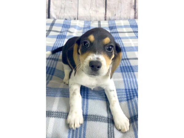 Beagle-DOG-Female-Black Tan / White-3209-Petland Hilliard, Ohio