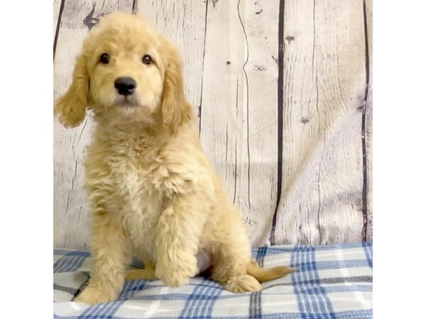 Goldendoodle Mini-DOG-Male-Golden-3203-Petland Hilliard, Ohio