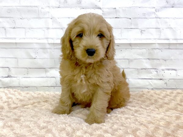 Mini Goldendoodle-DOG-Male-RED-3210-Petland Hilliard, Ohio