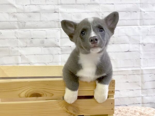 Pembroke Welsh Corgi-DOG-Male-BLUE TRI-3205-Petland Hilliard, Ohio