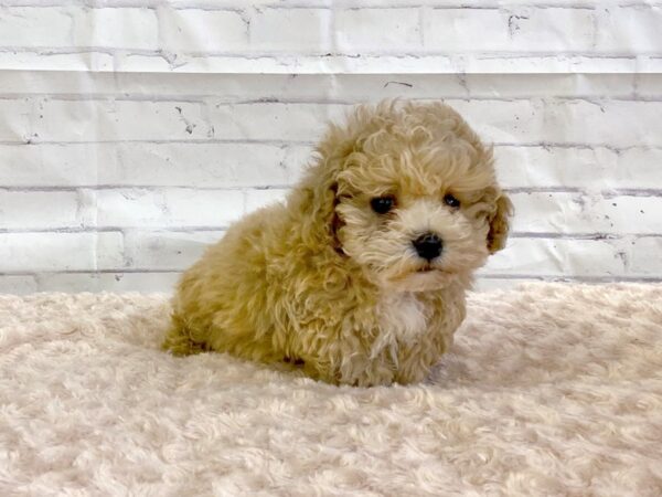 Poo Chon-DOG-Male-RED-3204-Petland Hilliard, Ohio