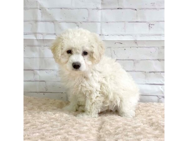 Poo Chon-DOG-Male-CREAM-3222-Petland Hilliard, Ohio