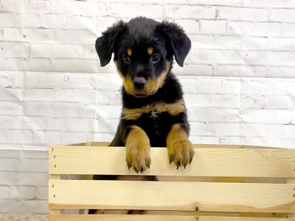 Rottweiler-DOG-Female-Black Tan-3220-Petland Hilliard, Ohio