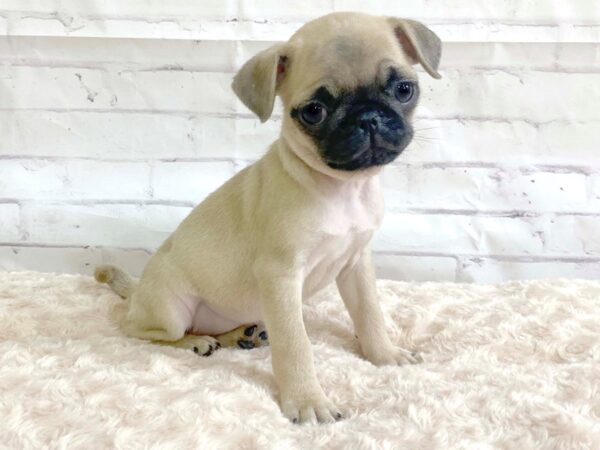 Pug-DOG-Female-Fawn-3219-Petland Hilliard, Ohio