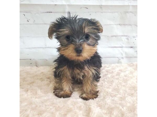 Silky Terrier DOG Female Black / Tan 3218 Petland Hilliard, Ohio