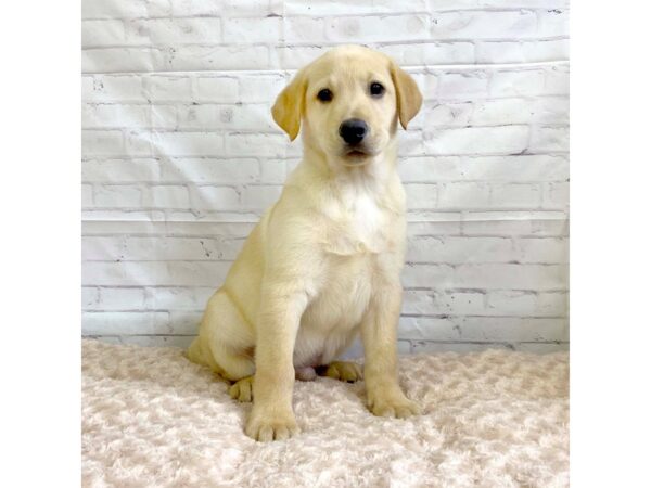 Labrador Retriever-DOG-Male-Yellow-3217-Petland Hilliard, Ohio