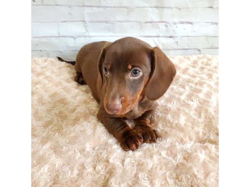 Dachshund Puppy Chocolate / Tan ID:3216 Located at Petland