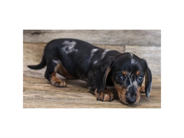 Dachshund-DOG-Female-Black / Tan-3229-Petland Hilliard, Ohio