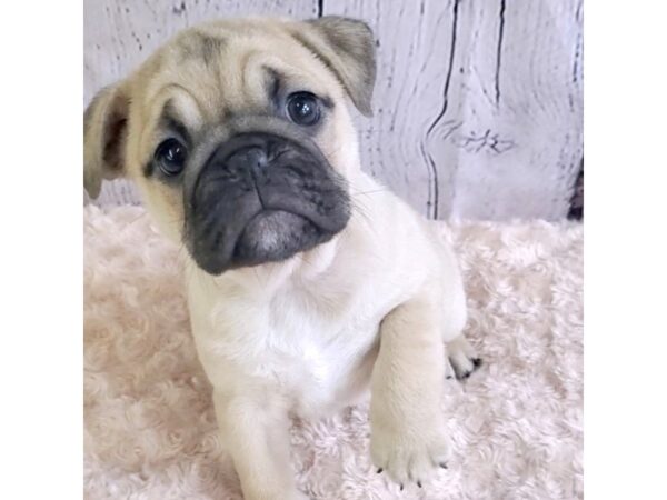 PugaBull-DOG-Female-Fawn-3233-Petland Hilliard, Ohio