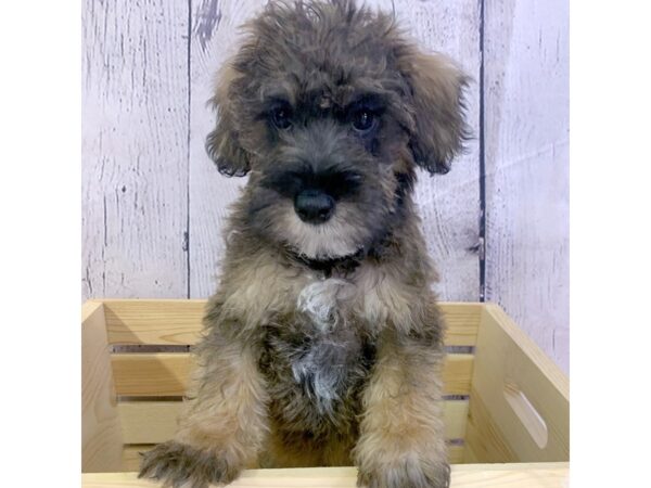 Schnoodle DOG Male Red Sable 3227 Petland Hilliard, Ohio