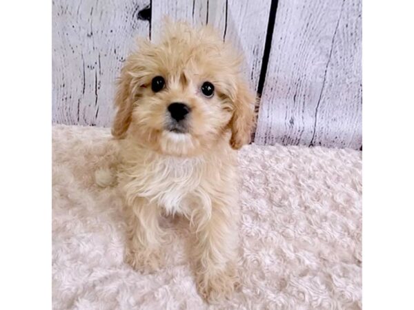 Cavapoo-DOG-Female-Apricot-3226-Petland Hilliard, Ohio