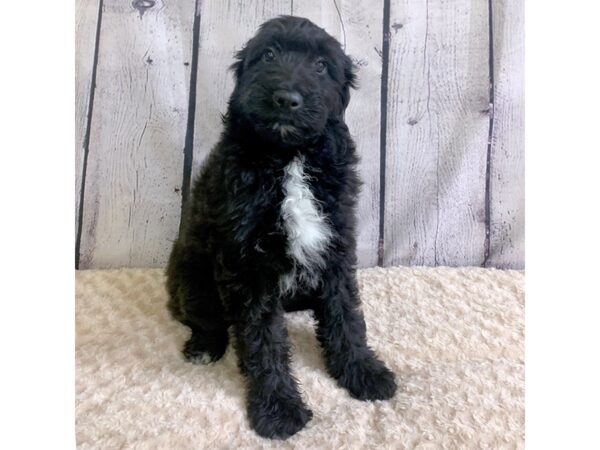 Aussiedoodle-DOG-Male-Black-3213-Petland Hilliard, Ohio