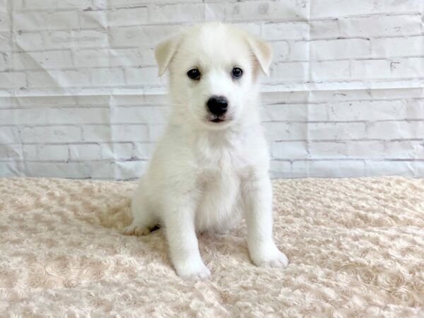 Huskimo-DOG-Male-SILVER WHITE-3206-Petland Hilliard, Ohio