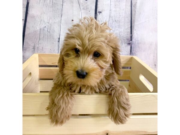 Mini Labradoodle-DOG-Female-Red-3230-Petland Hilliard, Ohio