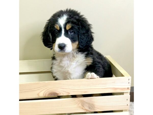 Bernese Mountain Dog-DOG-Male-Black Rust / White-3245-Petland Hilliard, Ohio