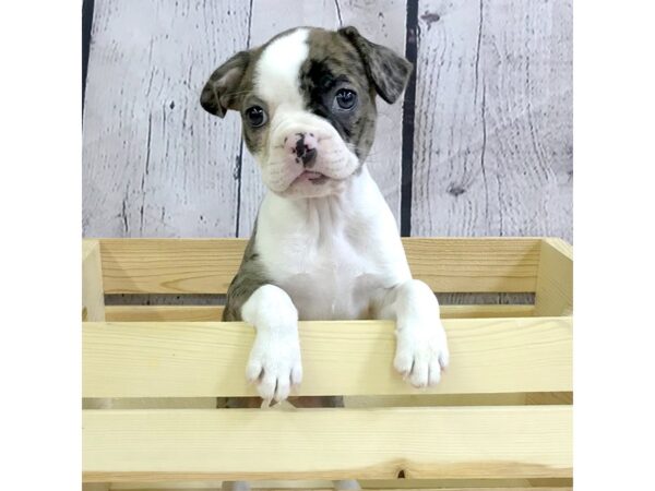 Frenchton-DOG-Female-Chocolate Merle & white-3243-Petland Hilliard, Ohio