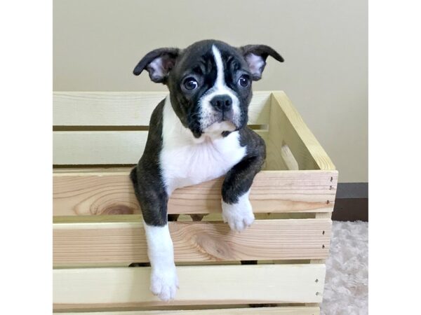 Boston Terrier-DOG-Male-Brindle / White-3241-Petland Hilliard, Ohio