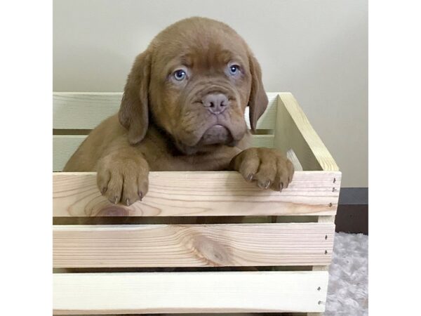 Dogue de Bordeaux DOG Male Red 3240 Petland Hilliard, Ohio