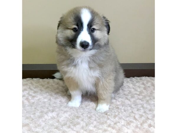 Aussie Mo-DOG-Male-SABLE WHITE-3235-Petland Hilliard, Ohio