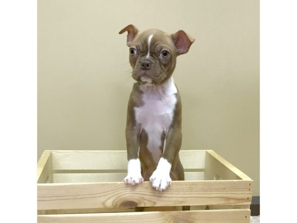 Boston Terrier-DOG-Female-Seal / White-3201-Petland Hilliard, Ohio