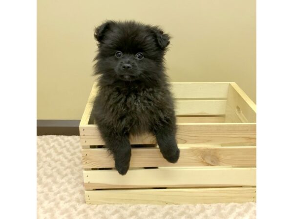 Pomeranian-DOG-Male-Black-3242-Petland Hilliard, Ohio