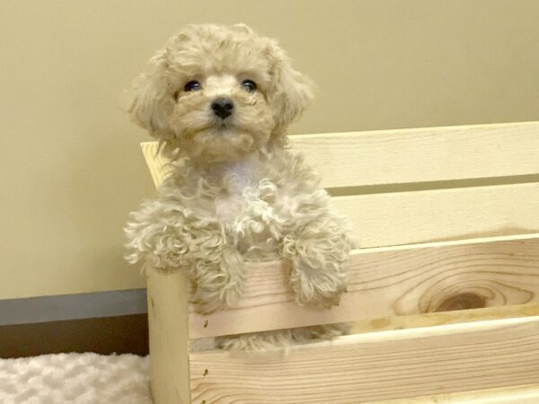 Poodle-DOG-Male-Apricot-3237-Petland Hilliard, Ohio