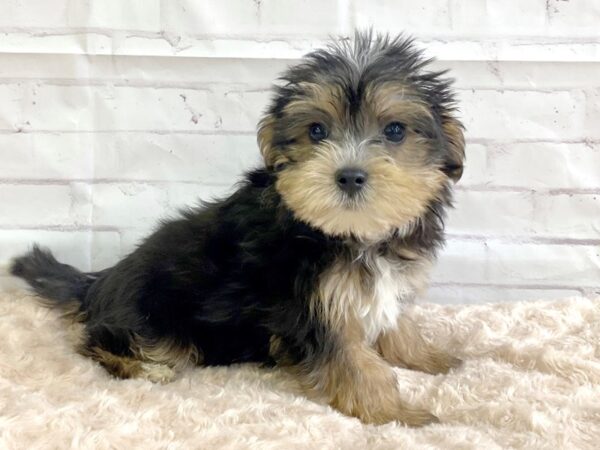 Morkie-DOG-Male-Black / Tan-3246-Petland Hilliard, Ohio