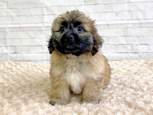 Teddy Bear DOG Male Gold 3247 Petland Hilliard, Ohio