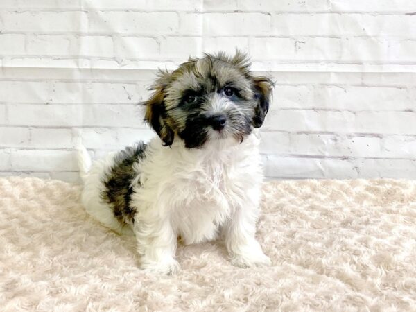 Havanese-DOG-Male-Sable-3248-Petland Hilliard, Ohio