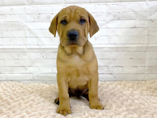 Sharpeagle-DOG-Male-Fawn-3249-Petland Hilliard, Ohio