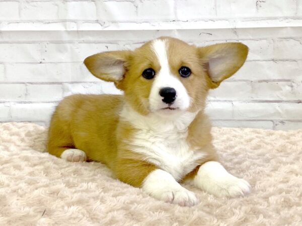 Pembroke Welsh Corgi-DOG-Female-Red-3250-Petland Hilliard, Ohio