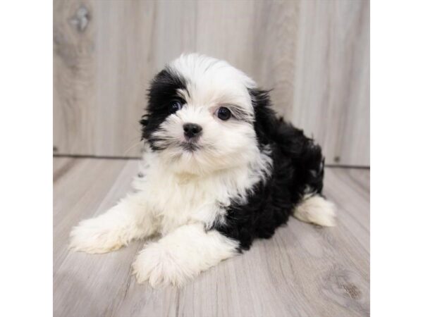 Malshi-DOG-Male-Black / White-3260-Petland Hilliard, Ohio