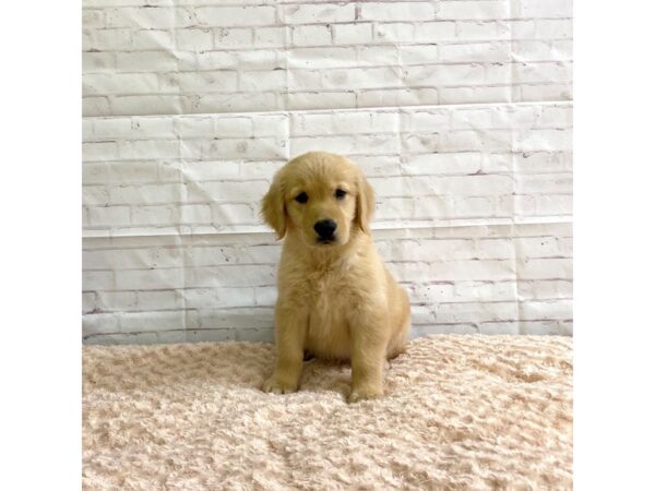 Golden Retriever-DOG-Female-Golden-3253-Petland Hilliard, Ohio